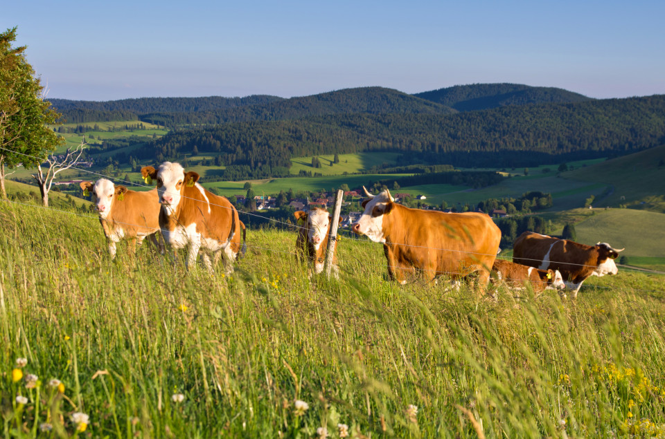 Bernau, am Hans-Thoma-Weg