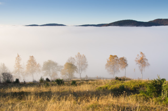 An der Nebelobergrenze, Bernau im Schwarzwald