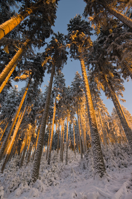 Winterwald bei Schluchsee