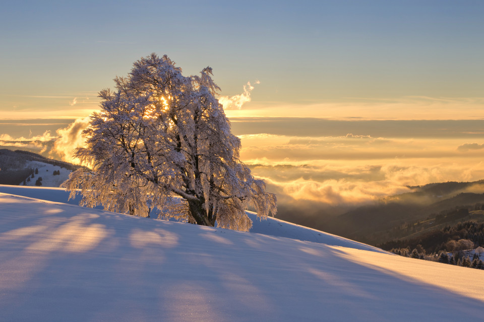 Windbuche am Schauinsland