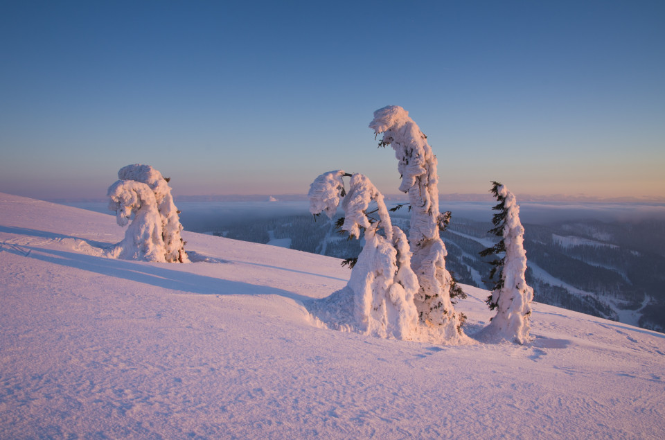 Vereiste Bäume im Abendlicht, Feldberg