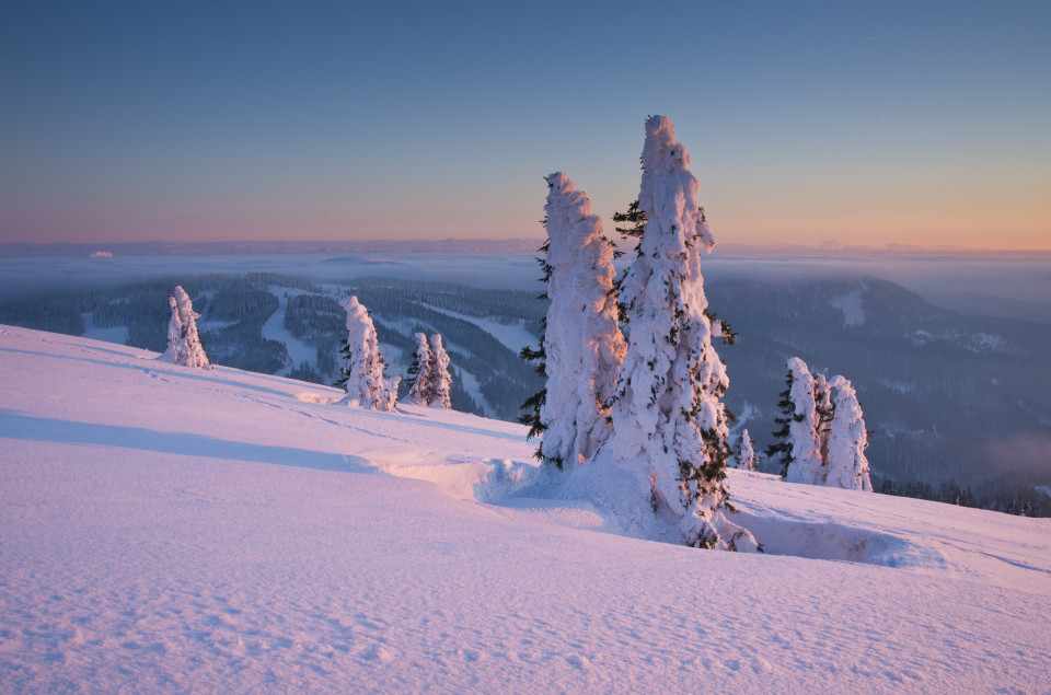 Vereiste Bäume im Abendlicht, Feldberg