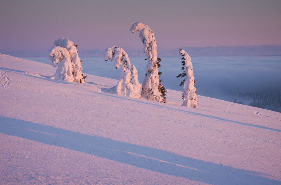 Vereiste Bäume im Abendlicht, Feldberg