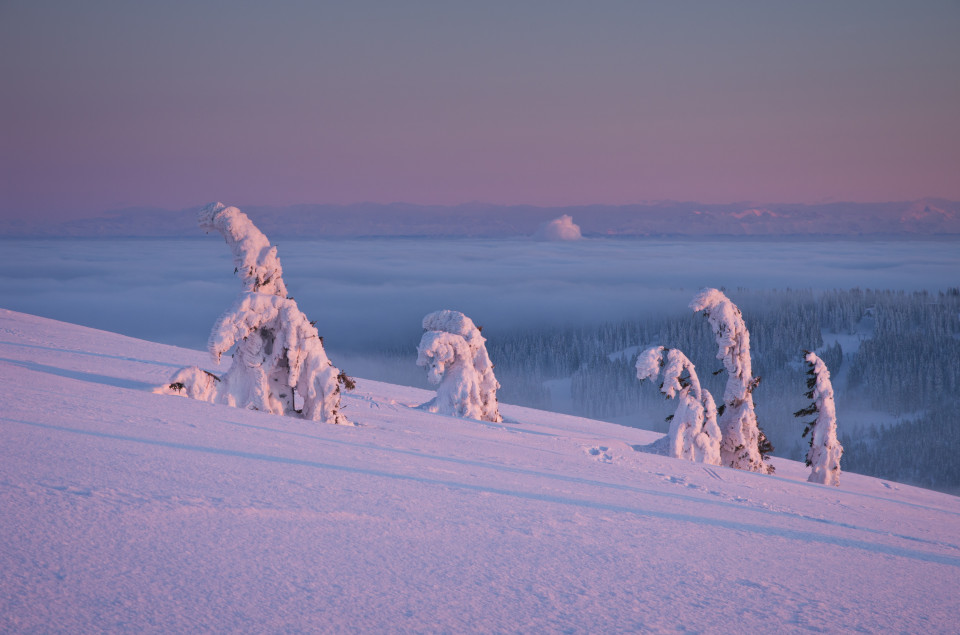 Vereiste Bäume im Abendlicht, Feldberg