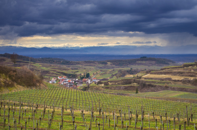 Vorfrühlingslandschaft, Hallbuck bei Bickensohl im Kaiserstuhl