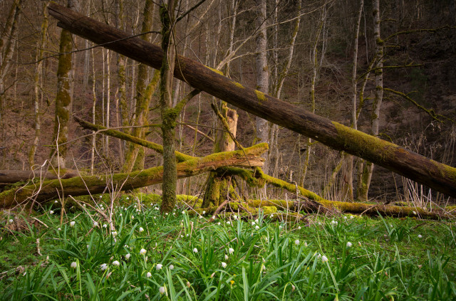 Wald mit Märzenbechern in der Gauchachschlucht