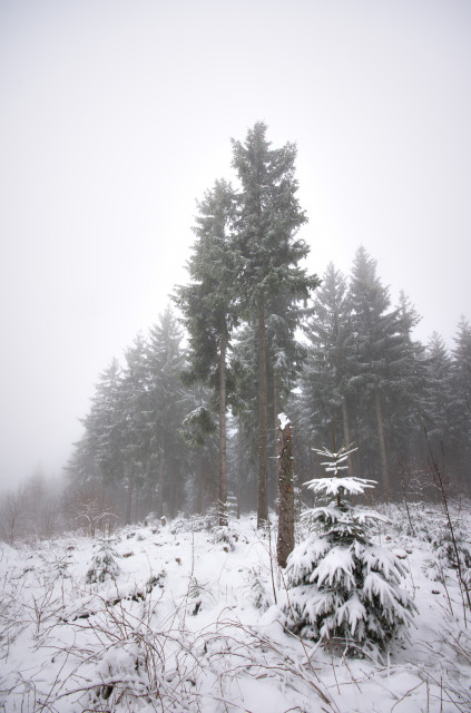 Winterwald auf dem Hochfirst