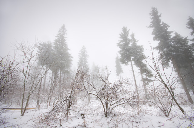 Winterwald auf dem Hochfirst