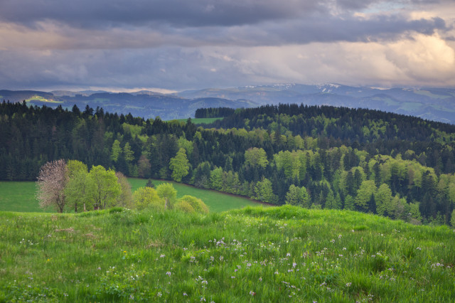 Kandel, Lichtung am Osthang