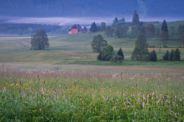 Titisee-Neustadt, Scheuerebene / Altenweg in der Morgendämmerung