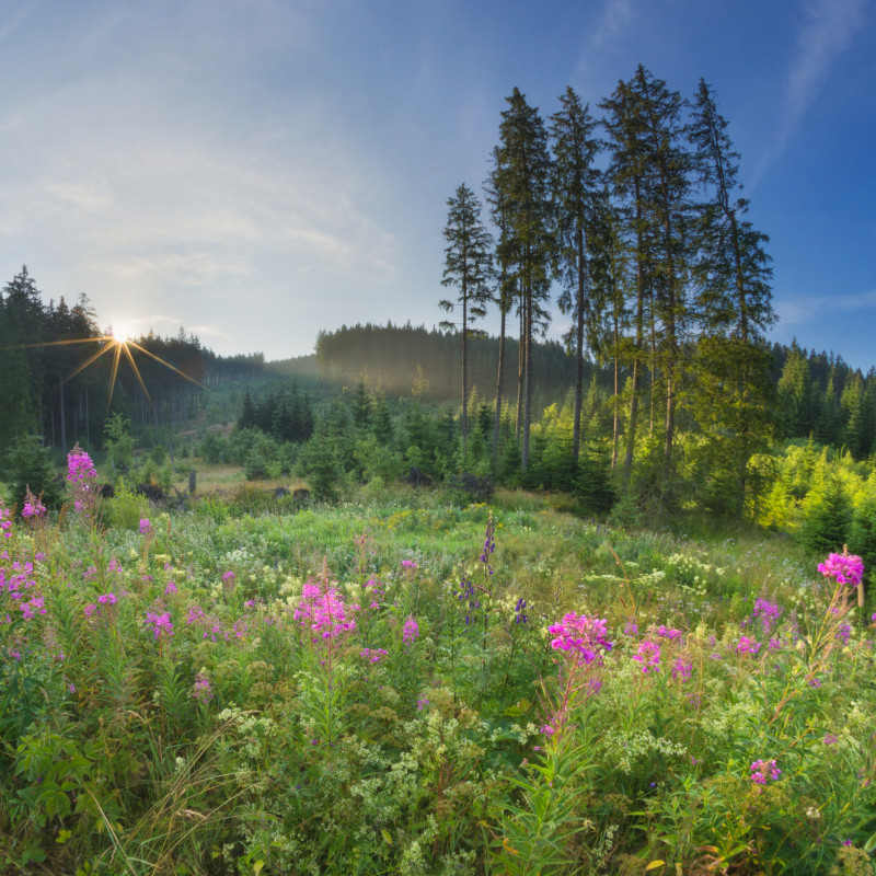 Sommermorgen bei Falkau