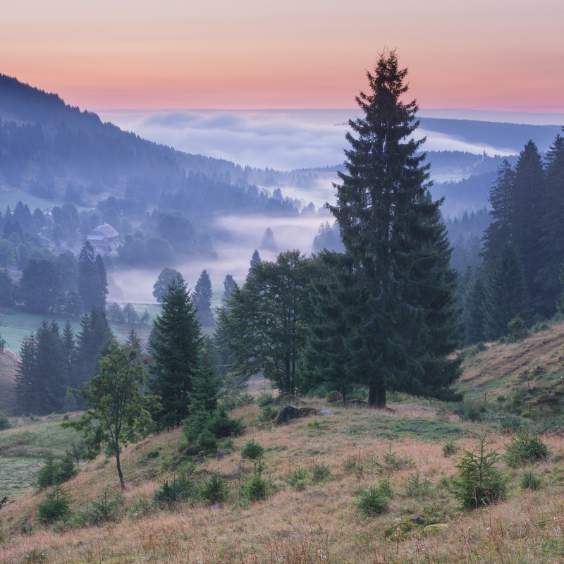 Morgendämmerung, Blasiwald-Sommerseite