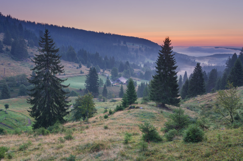 Morgendämmerung, Blasiwald-Sommerseite