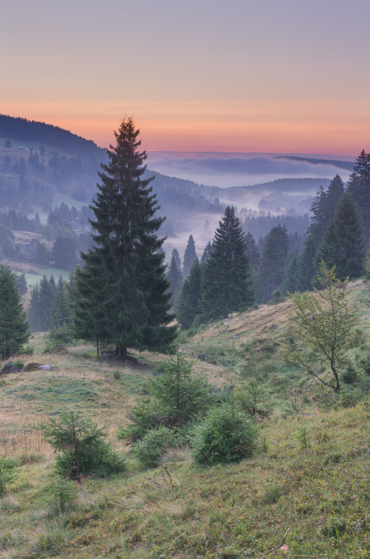 Morgendämmerung, Blasiwald-Sommerseite