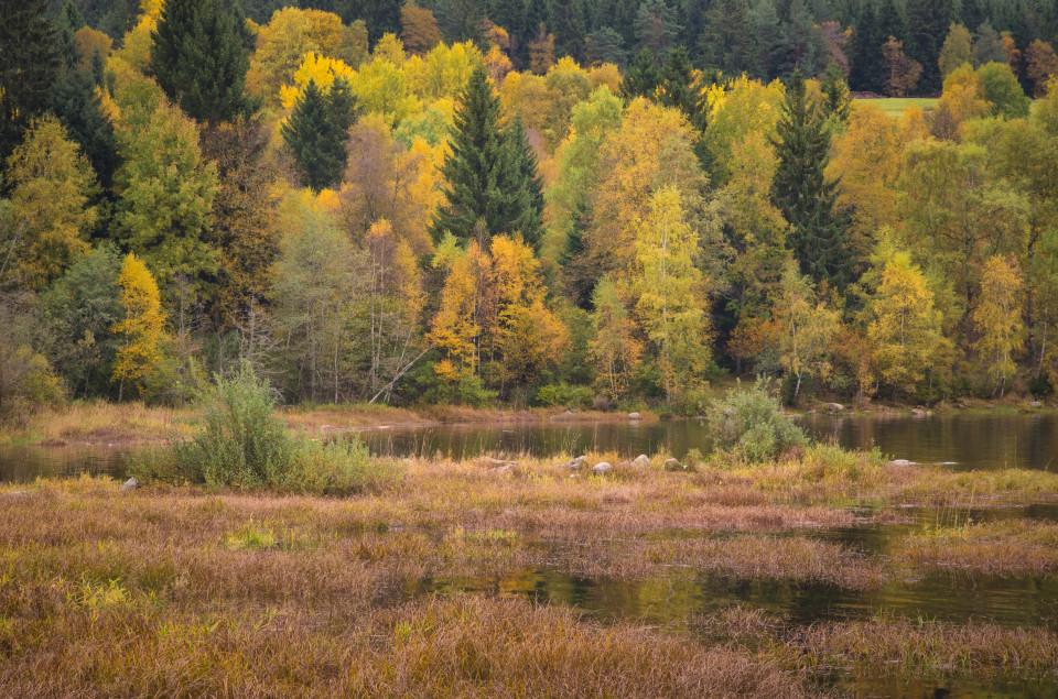 Herbstfarben am Schluchsee