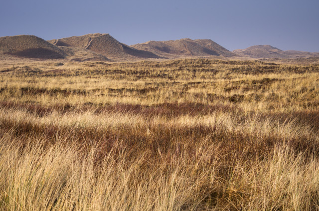 Dünenlandschaft auf Holmsland Klit