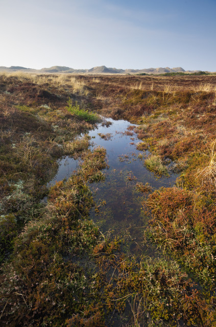 Dünenlandschaft auf Holmsland Klit