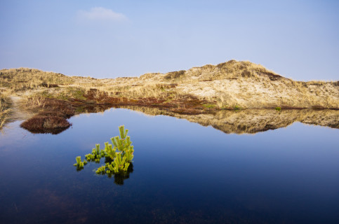 Dünenlandschaft auf Holmsland Klit