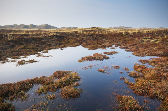 Dünenlandschaft auf Holmsland Klit