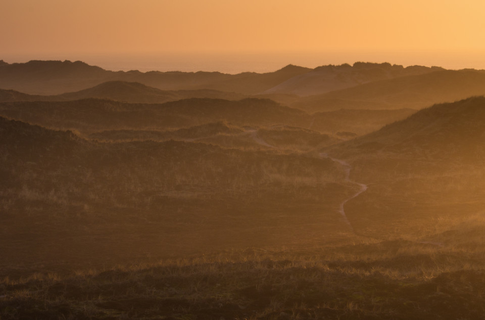 Dünenlandschaft auf Holmsland Klit