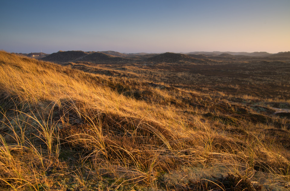 Dünenlandschaft auf Holmsland Klit