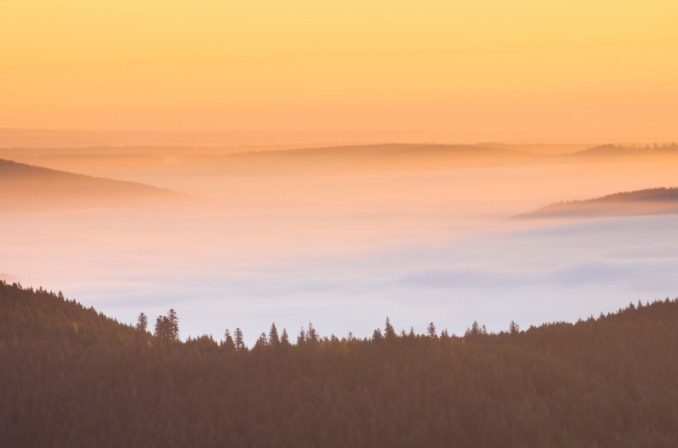 Morgenstimmung mit Nebel im Hochschwarzwald