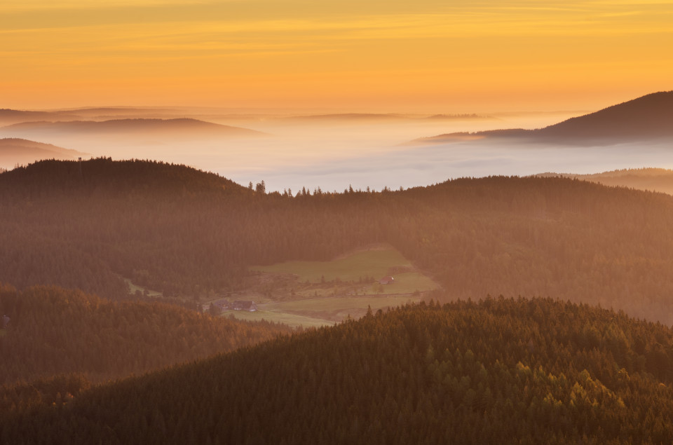 Morgenstimmung mit Nebel im Hochschwarzwald