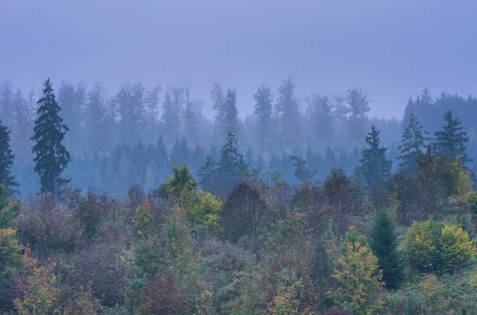 Wald unter Nebeldecke