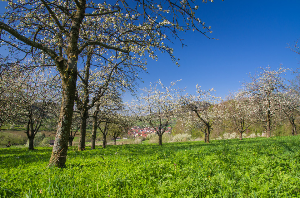 Streuobstwiesenblüte im Neidlinger Tal