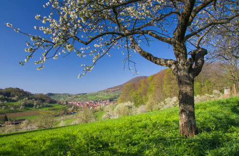 Streuobstwiesenblüte im Neidlinger Tal