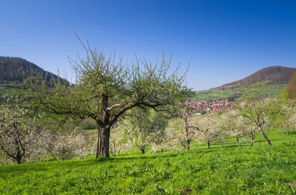 Streuobstwiesenblüte im Neidlinger Tal