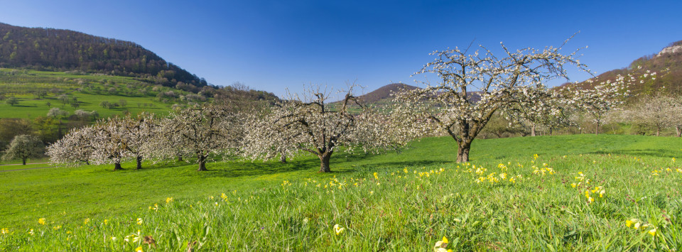 Streuobstwiesenblüte im Neidlinger Tal