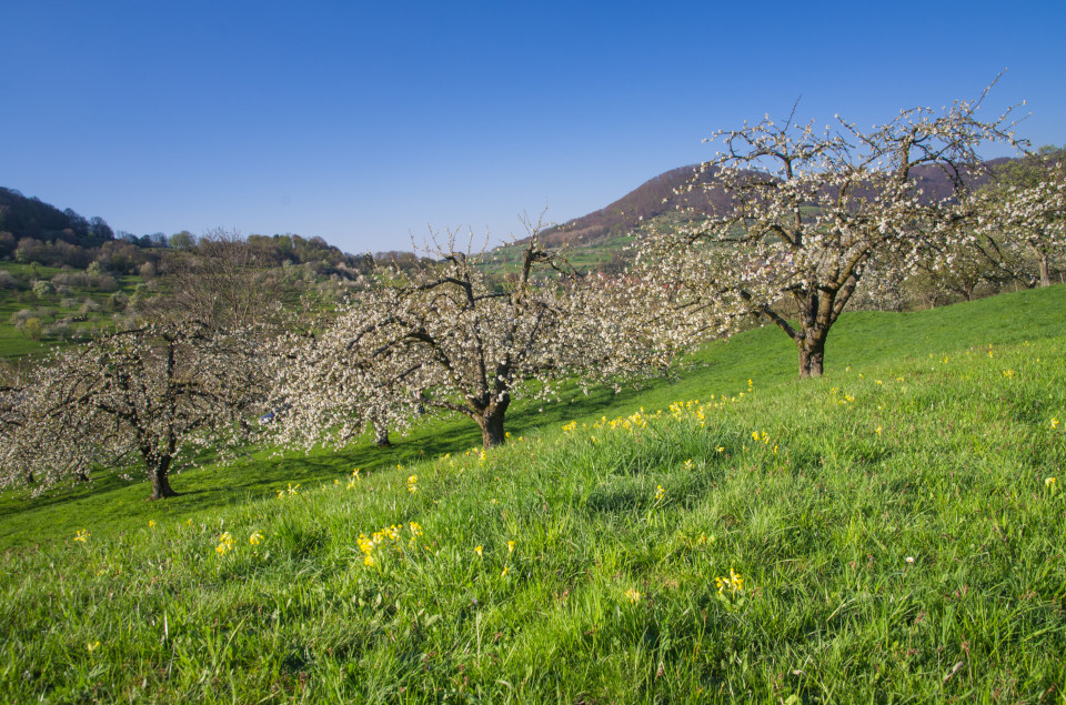 Streuobstwiesenblüte im Neidlinger Tal