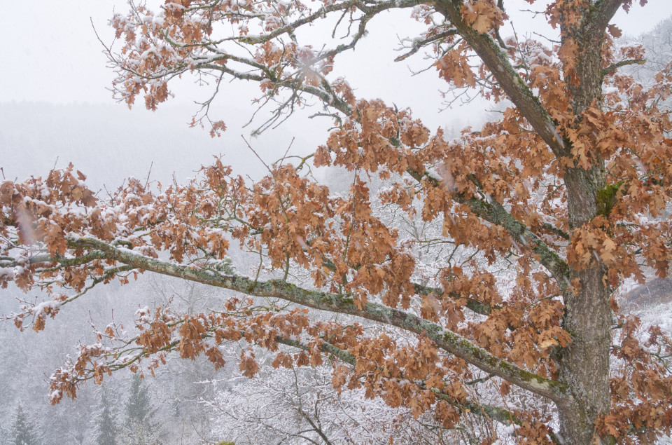 Schneefall über dem Kleinen Lautertal