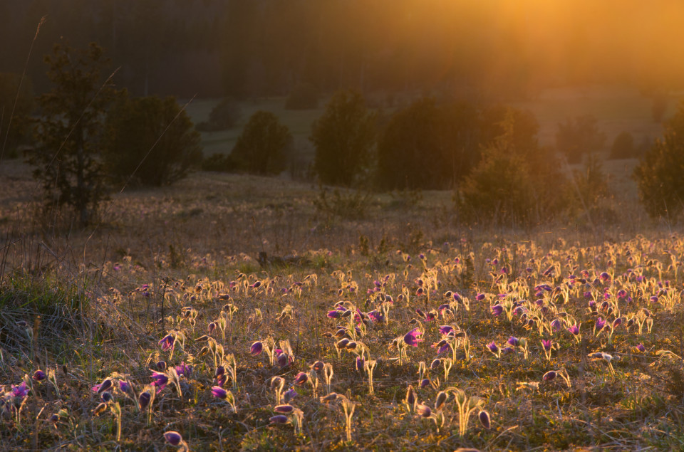 Küchenschellenblüte, Digelfeld bei Hayingen