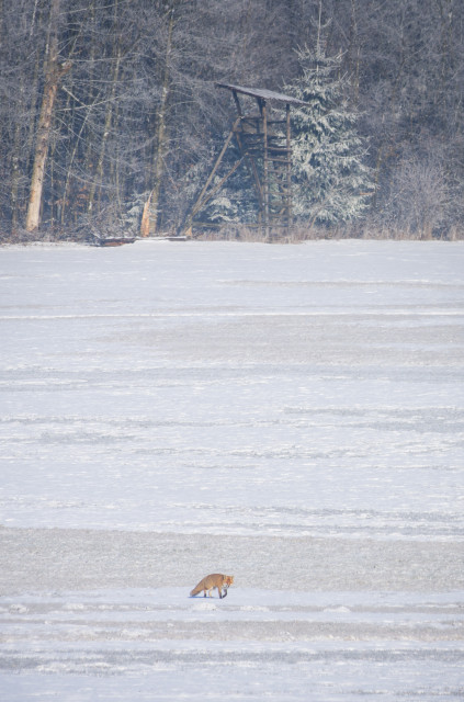 Fuchs im Schnee