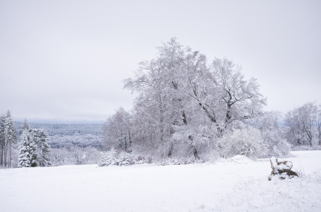 Neuschnee im Gutsbezirk Münsingen