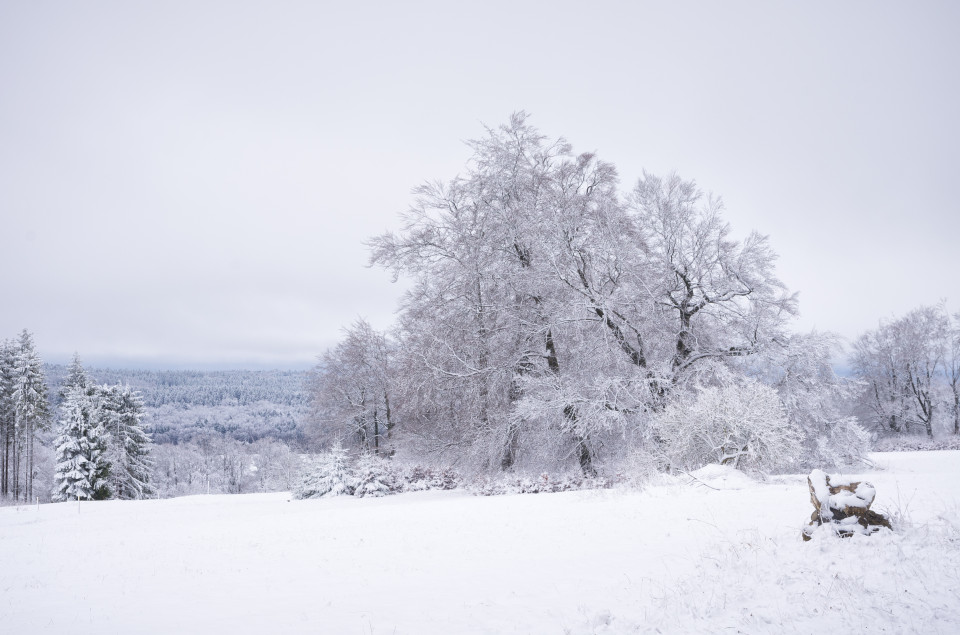 Neuschnee im Gutsbezirk Münsingen