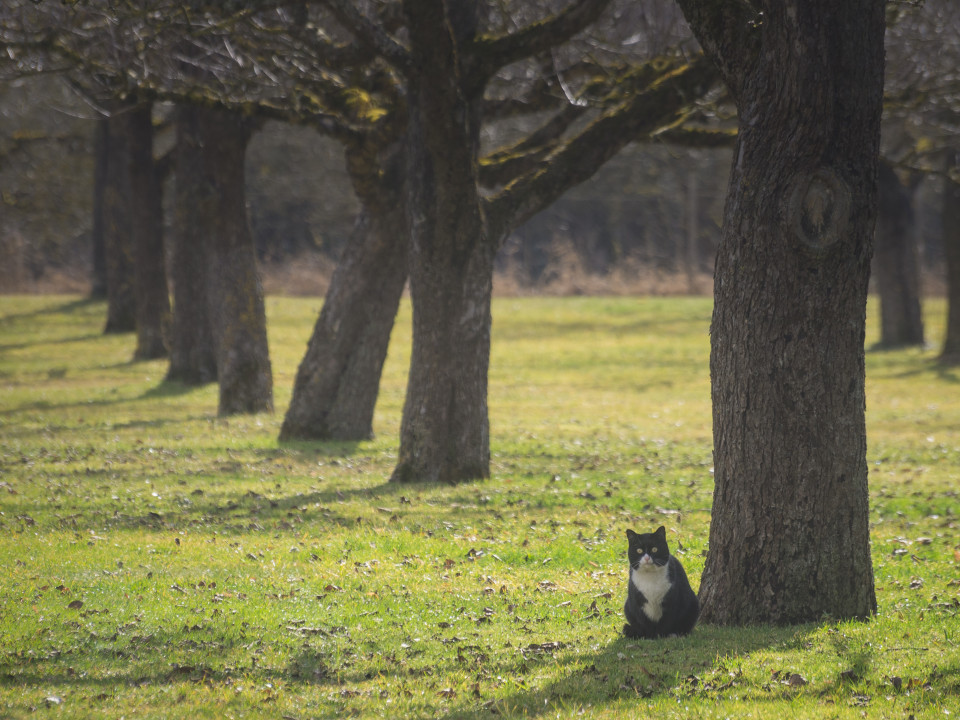 Katze auf Obstwiese