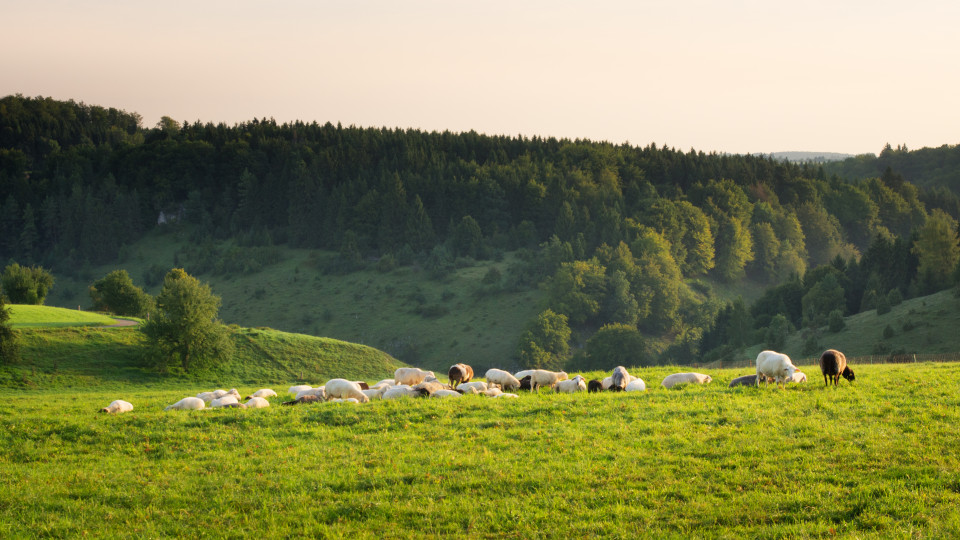 Schafherde über dem Böttental