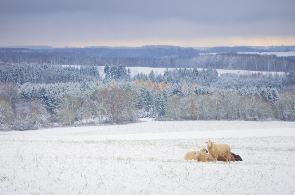 Erster Schnee bei Magolsheim