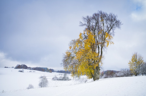 Erster Schnee bei Magolsheim