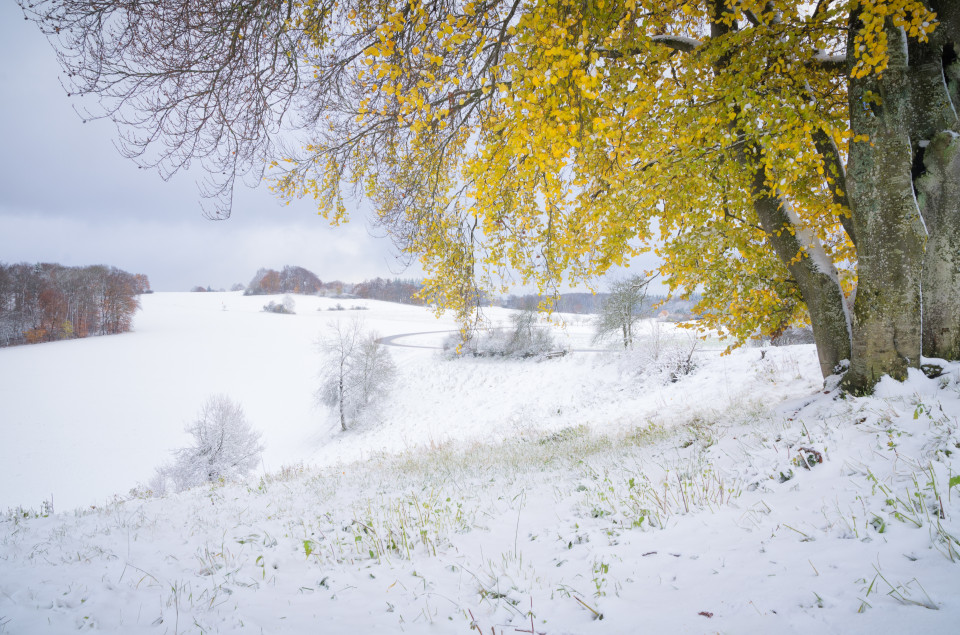 Erster Schnee bei Magolsheim