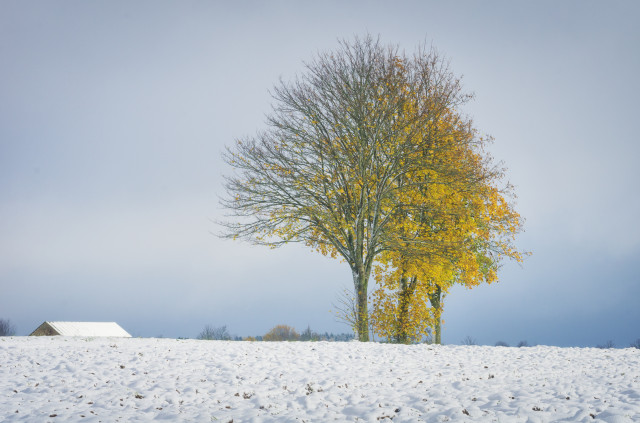 Erster Schnee bei Magolsheim