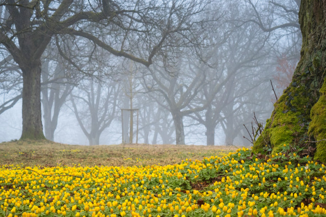 Winterlinge im Nebel