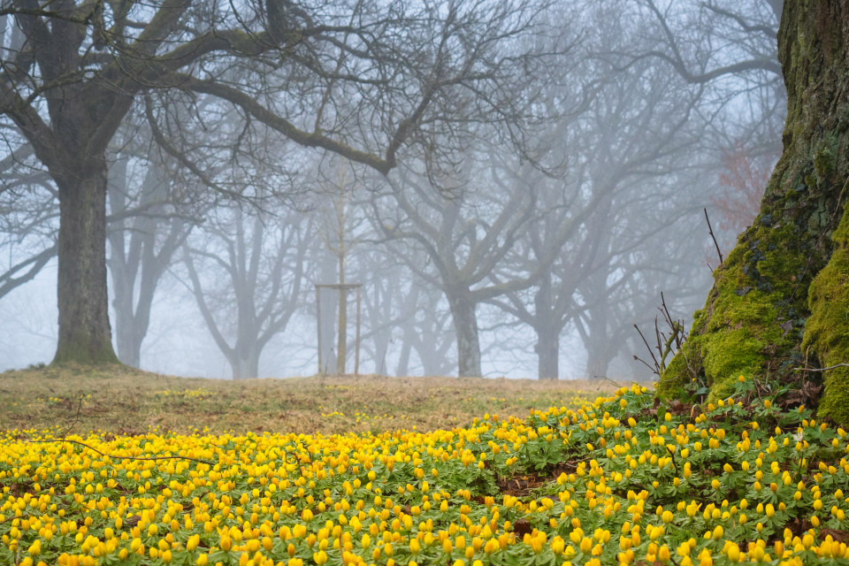 Winterlinge im Nebel