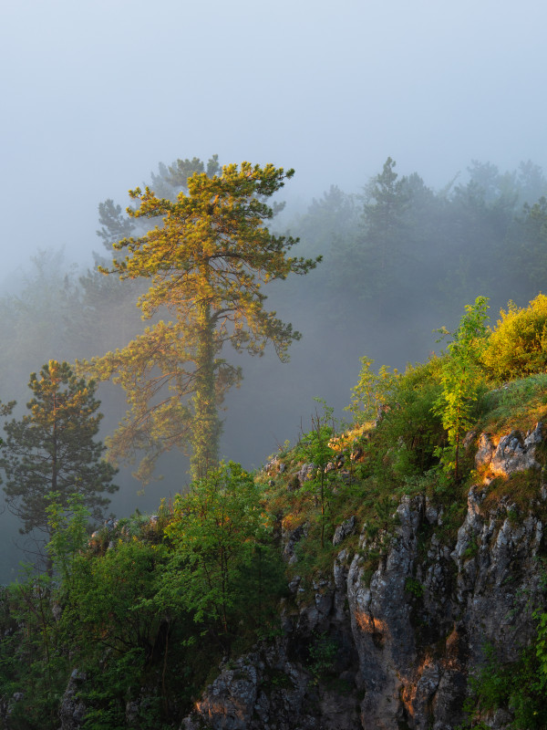 Morgenstimmung mit Nebel über Blaubeuren