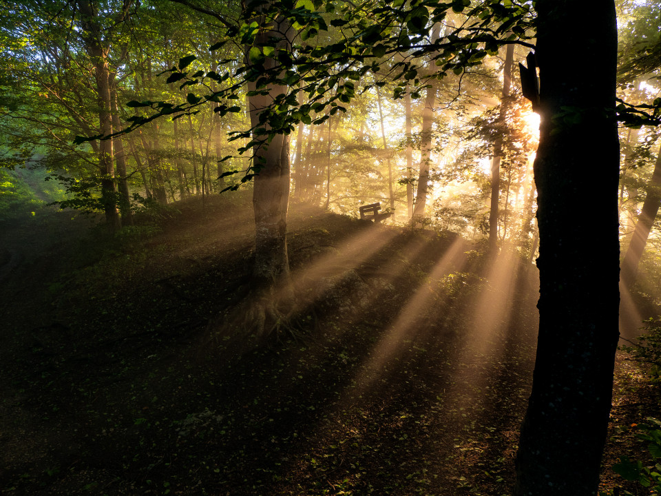 Sonnenstrahlen im Wald