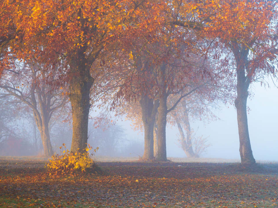 Herbstliche Bäume im Morgenlicht