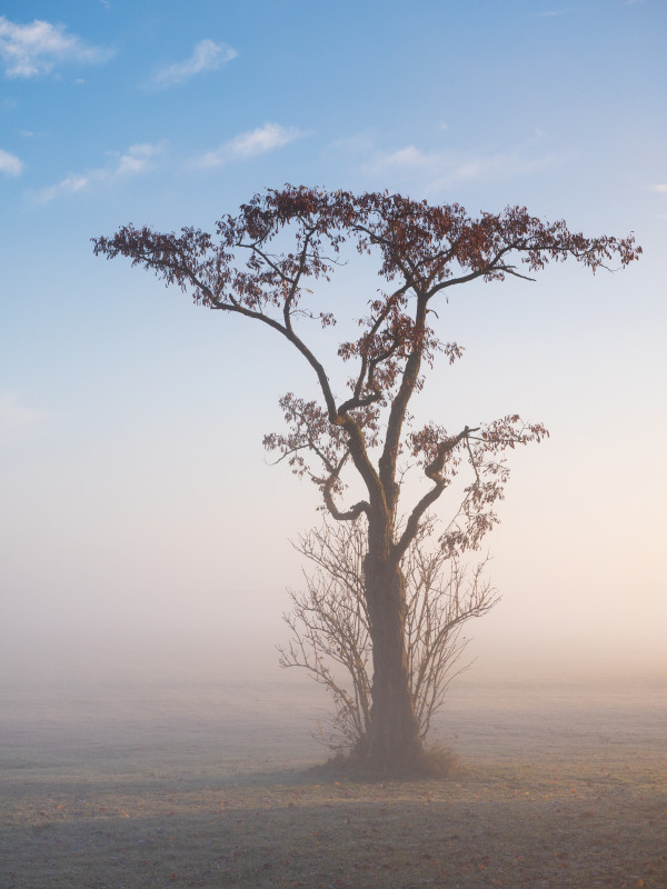 Baum an der Nebelobergrenze